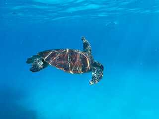 Obraz premium Diving and snorkelling with a Green Turtle at Lady Musgrave Island, on the Great Barrier Reef, Queensland, Australia