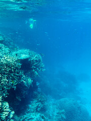 Diving and snorkelling at Lady Musgrave Island, on the Great Barrier Reef, Queensland, Australia