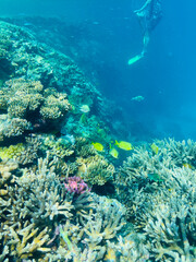 Diving and snorkelling at Lady Musgrave Island, on the Great Barrier Reef, Queensland, Australia