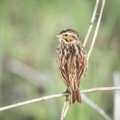 A Savannah Sparrow at the Stick Marsh in Florida.