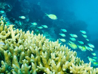 Naklejka na ściany i meble Coral, fish on the Great Barrier Reef, Queensland, Australia