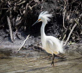 A Snowy Egret in mating plumage in the water at the Stick Marsh in Florida.