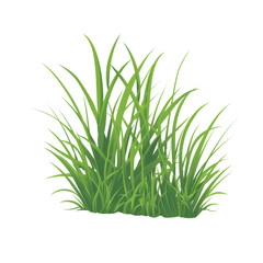 Green grass isolated on transparent background.
