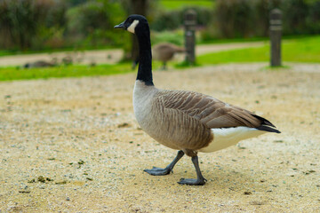 canard