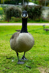 canard