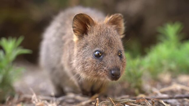 Quokka - Setonix brachyurus small macropod size of domestic cat, Like marsupials kangaroo and wallaby is herbivorous and mainly nocturnal, smaller islands off the coast of Western Australia, cute pet.