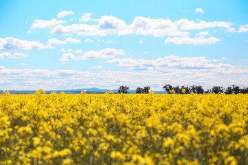 rapeseed field and blue sky