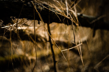 Forest beauty. The beginning of spring in the forest. Yellow colors. Forest thaw. Yellow grass....