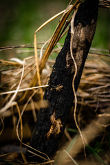 Forest beauty. The beginning of spring in the forest. Yellow colors. Forest thaw. Yellow grass. Hiking everyday life in the forest