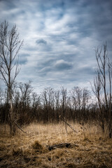 Forest beauty. The beginning of spring in the forest. Yellow colors. Forest thaw. Yellow grass. Hiking everyday life in the forest