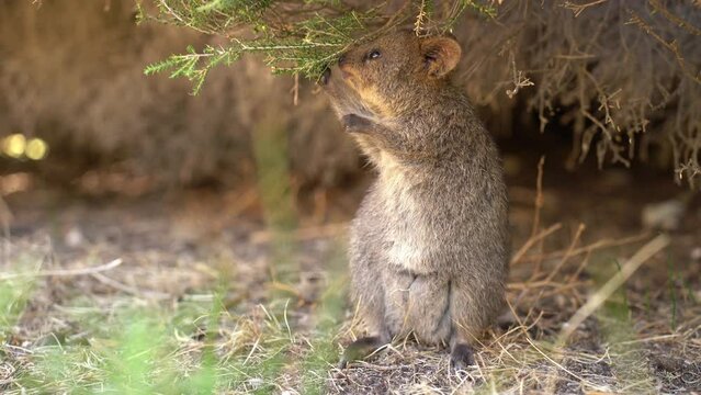 Quokka - Setonix brachyurus small macropod size of domestic cat, Like marsupials kangaroo and wallaby is herbivorous and mainly nocturnal, smaller islands off the coast of Western Australia, cute pet.