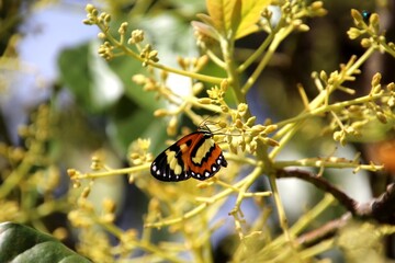 inseto borboleta