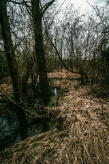 Forest beauty. The beginning of spring in the forest. Yellow colors. Forest thaw. Yellow grass. Hiking everyday life in the forest