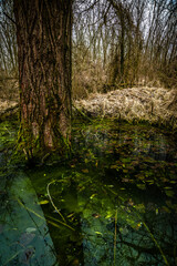 Fototapeta premium Swamp inside a dense forest. Flood in the forest. Thick yellow grass after winter. Old trees inside a swamp. Mysterious place in the forest. Water in the forest