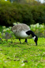 canard