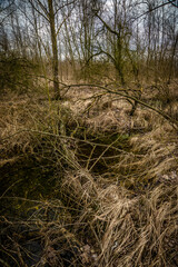 Swamp inside a dense forest. Flood in the forest. Thick yellow grass after winter. Old trees inside a swamp. Mysterious place in the forest. Water in the forest