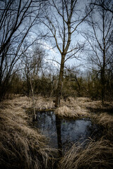 Swamp inside a dense forest. Flood in the forest. Thick yellow grass after winter. Old trees inside a swamp. Mysterious place in the forest. Water in the forest