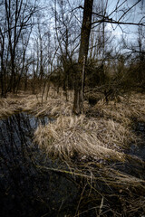 Swamp inside a dense forest. Flood in the forest. Thick yellow grass after winter. Old trees inside a swamp. Mysterious place in the forest. Water in the forest