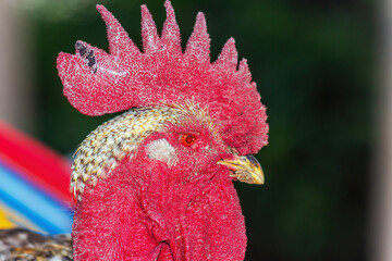 Rooster,Close-up of a rooster in a farm in Mexico.