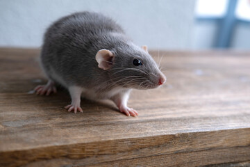 close up portrait of Funny and Cute beautiful gray decorative domestic Fancy rat, Rattus norvegicus...