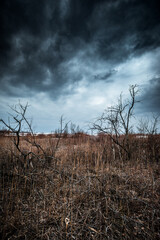Fototapeta premium The reeds that completely filled the entire area with water now stand here with dying trees. Mystical place. Dried trees. Gray voluminous and dense sky above the quarry and trees
