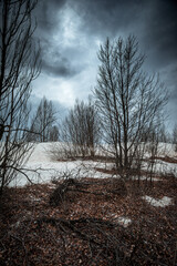 Trees on a sand quarry. Thaw on the sands. Mystical place. Dried trees. Leaves on the sand. Gray voluminous and dense sky above the quarry and trees