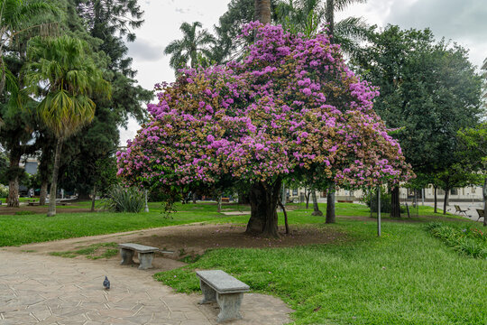 Pink lapacho (Handroanthus impetiginosus) in the Plaza Belgrano in San Salvador de Jujuy.
