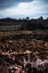 Water on the field .Floods in the field and forest . Sunset time , blue sky with clouds . Road in forest 