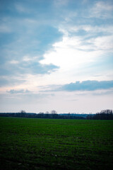 Fototapeta premium Green field in the sunset time . Blue houre and green grass. Forest over the sky . Purple clouds . Spring colors . Roand around with field and forest . Sunset over forest . Beautiful sunset . 
