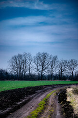 Green field in the sunset time . Blue houre and green grass. Forest over the sky . Purple clouds . Spring colors . Roand around with field and forest . Sunset over forest . Beautiful sunset . 