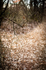 Forest beauty. The beginning of spring in the forest. Yellow colors. Forest thaw. Yellow grass. Hiking everyday life in the forest