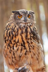 great horned owl , owl, bird, animal, wildlife, nature, predator, wild, eyes, beak, brown, feathers,hunter, portrait, feather, bird of prey, birds, nocturnal