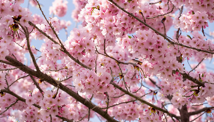 cherry blossoms in pink 