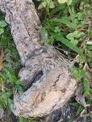 Photo of unique tree roots