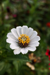Flowers with white petals of the Zinnia angustifolia plant, with natural blur background, stock photo.