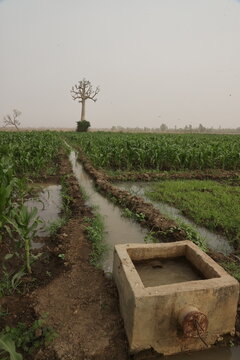 irrigation dun champs de mais en sais seche