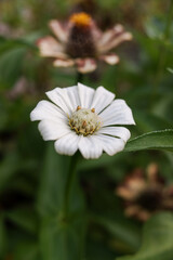 Obraz premium Flowers with white petals of the Zinnia angustifolia plant, with natural blur background, stock photo.