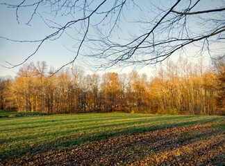 Naklejka premium The setting sun casts long shadows over a grassy meadow, framed by bare tree branches.