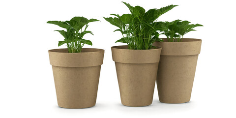 Green biodegradable plant pots Transparent Background Images 