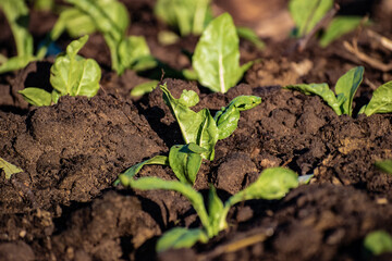 Sanidad Vegetal, Huerta organica, alimento saludable, 12 de mayo es el dia internacional de la sanidad vegetal. ideal para acompañar notas, informes sobre huerta organica, riego natural, fruta fresca,