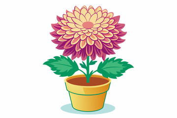 chrysanthemum in pot vector illustration