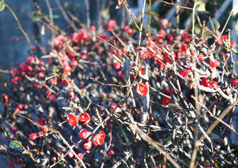 Fototapete bei efototapeten.de bestellen   