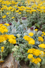 Purple thistles and yellow wildflowers in a field