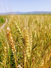 golden wheat field