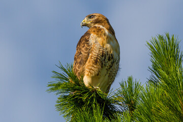 red tailed hawk buteo