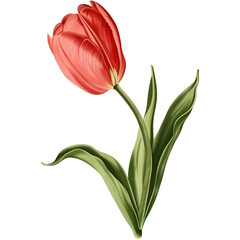Tulip in the style of natural illustrations.