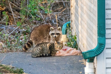 Cat and racoon eating together © David