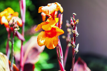 Beautiful Orange Canna Blossom, Radiating Warmth and Grace in the Garden
