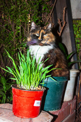 Two Flower Pots, One Lush with Green Grass and the Other Occupied by a Content Cat