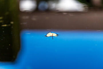 A Leaf Floating Serenely on the Water's Surface